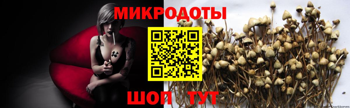 Галлюциногенные грибы Psilocybine cubensis Богородск